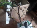 upload_img1