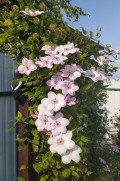 upload_img1