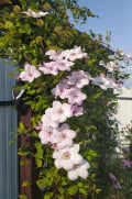 upload_img1