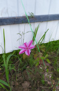 upload_img1
