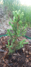 upload_img1