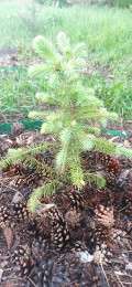 upload_img1