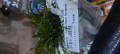upload_img1