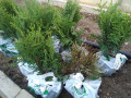 upload_img1