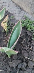 upload_img1