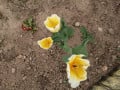 upload_img1