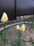 upload_img1