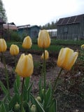 upload_img1