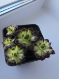 upload_img1
