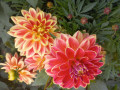 upload_img1