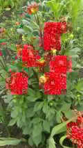 upload_img1