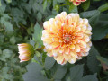 upload_img1