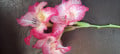 upload_img1