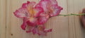upload_img1