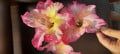 upload_img1