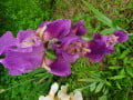 upload_img1