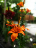upload_img1