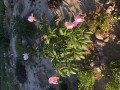 upload_img1