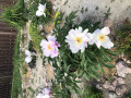 upload_img1