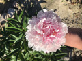 upload_img1