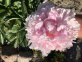 upload_img1
