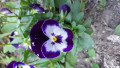 upload_img1