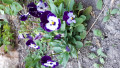 upload_img1