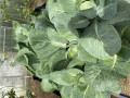 upload_img1
