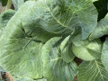 upload_img1