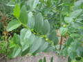 upload_img1