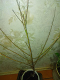 upload_img1