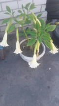 upload_img1