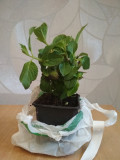 upload_img1