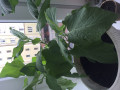 upload_img1