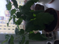 upload_img1