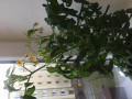 upload_img1