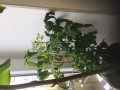 upload_img1