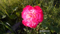 upload_img1