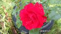 upload_img1