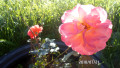 upload_img1