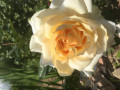 upload_img1