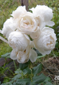 upload_img1