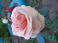upload_img1