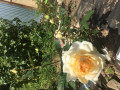 upload_img1