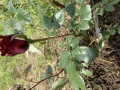 upload_img1