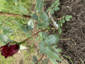upload_img1