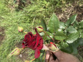 upload_img1