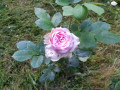 upload_img1