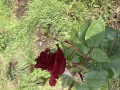 upload_img1