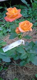 upload_img1